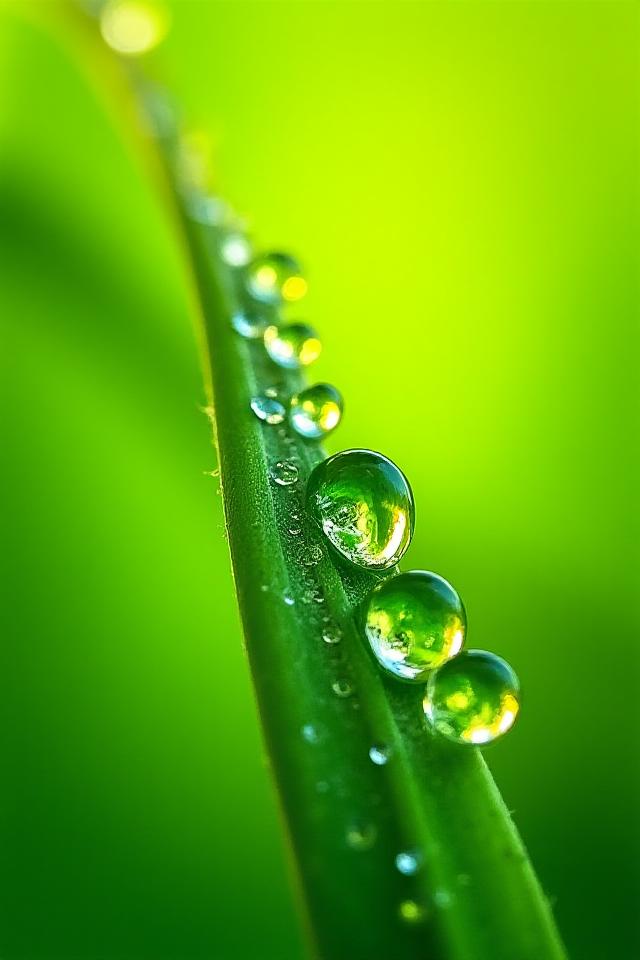 Macro photography of a dew-covered leaf